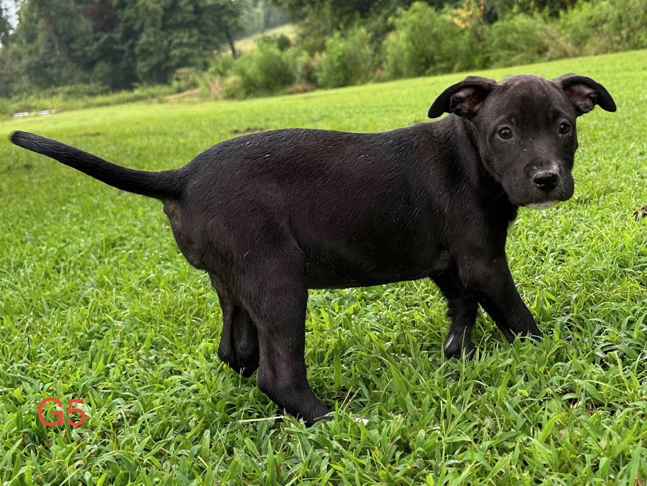 Enlarge Piper Pupcake, a Adoptable mixed breed in Woburn, MA image 3/3