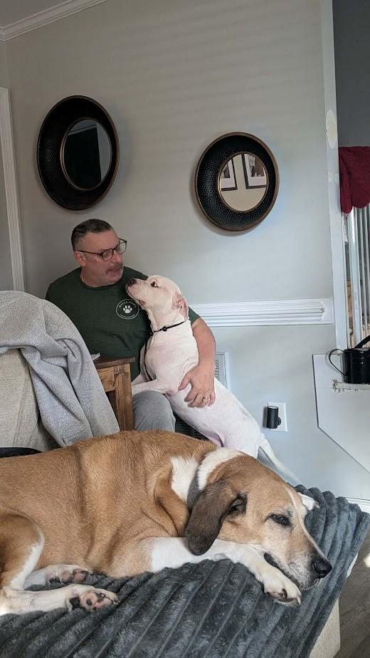 Enlarge Millie, a Adoptable American Bulldog in Clayton, NC image 5/6