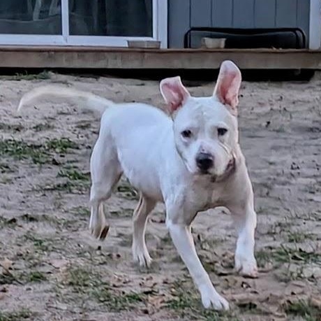 Millie, Adoptable, Senior Female American Bulldog.