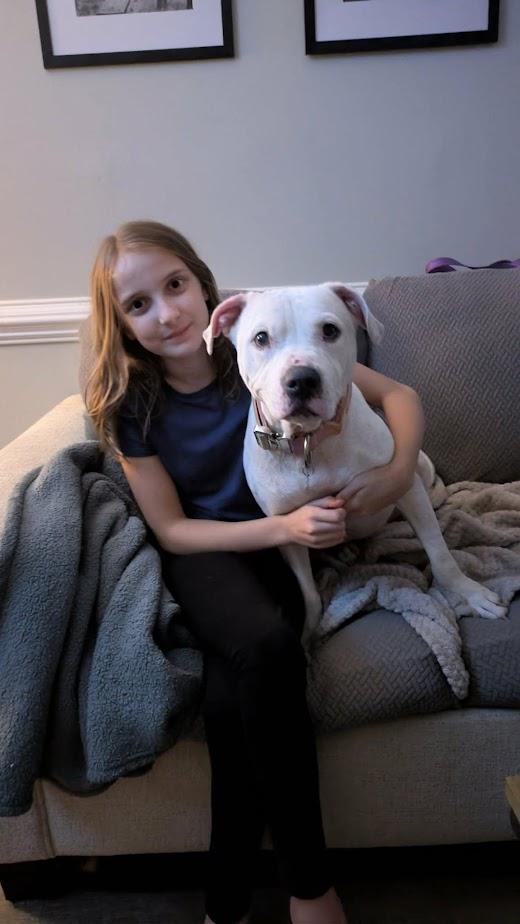 Enlarge Millie, a Adoptable American Bulldog in Clayton, NC image 6/6