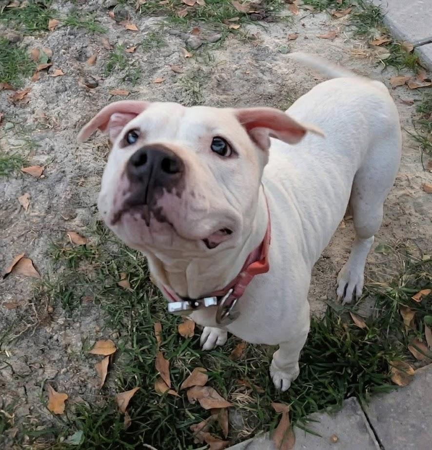 Millie, Adoptable, Senior Female American Bulldog.