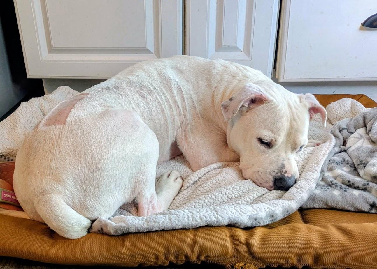 Enlarge Millie, a Adoptable American Bulldog in Clayton, NC image 4/6