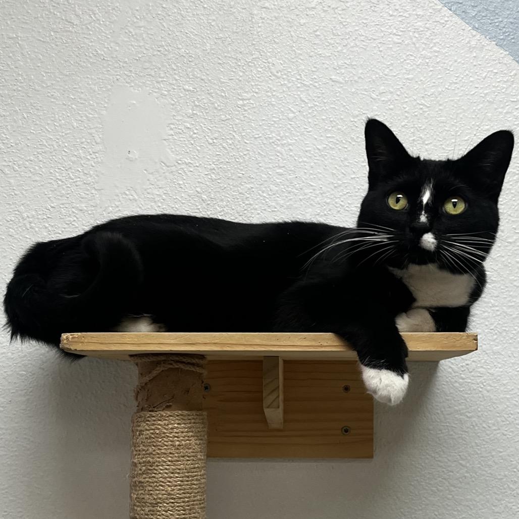 Enlarge Meowdeline, a Adoptable Domestic Short Hair in Yucca Valley, CA image 1/5