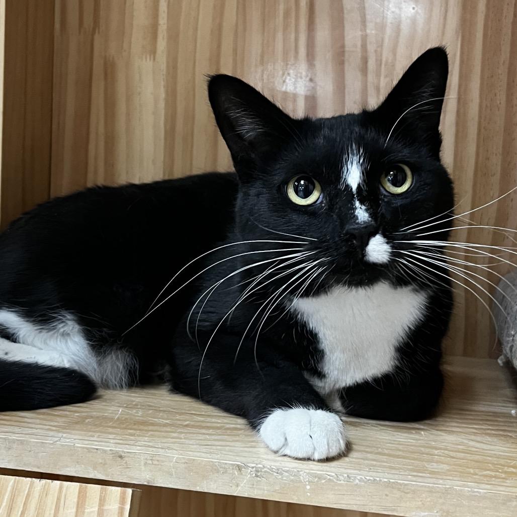 Enlarge Meowdeline, a Adoptable Domestic Short Hair in Yucca Valley, CA image 2/5