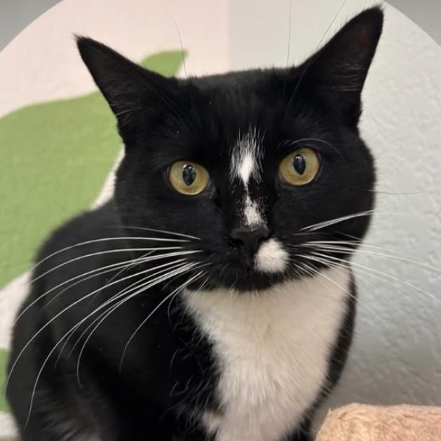 Enlarge Meowdeline, a Adoptable Domestic Short Hair in Yucca Valley, CA image 3/5