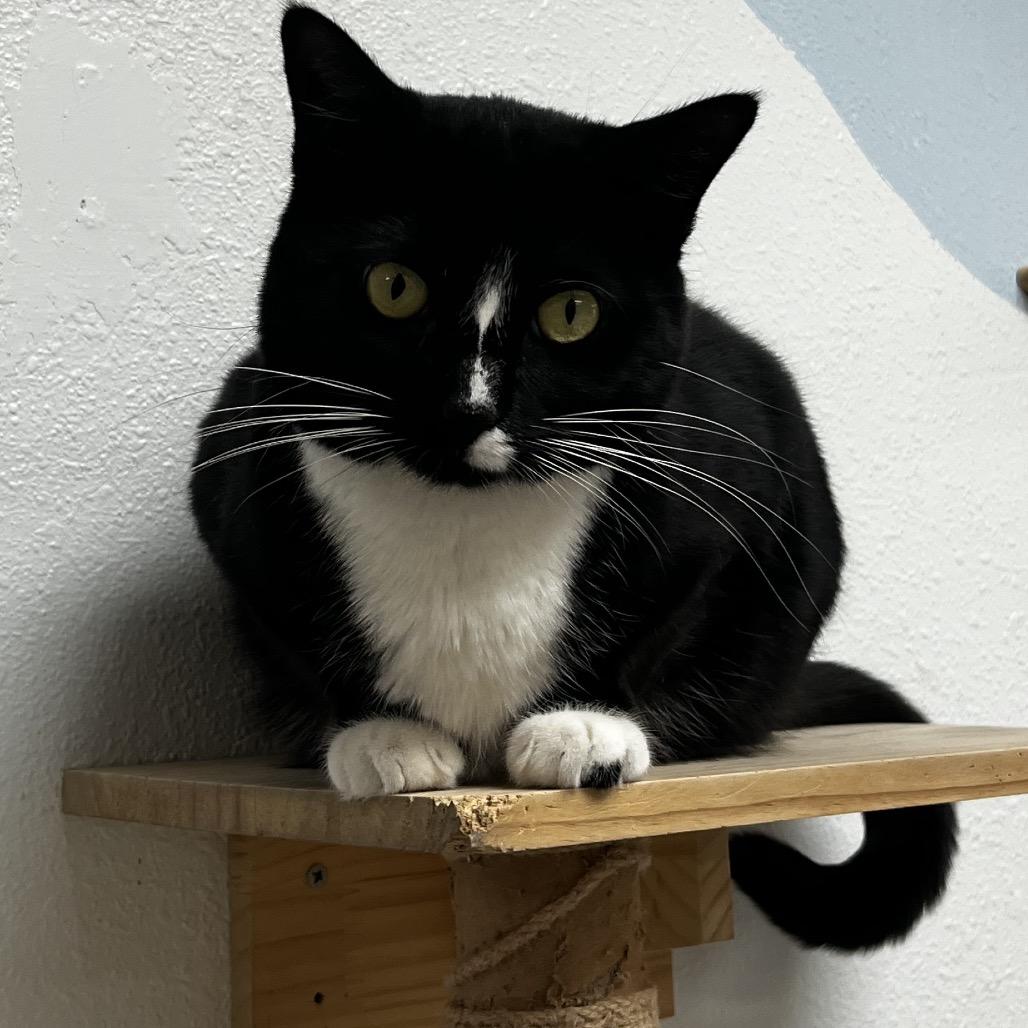 Meowdeline, a Adoptable Domestic Short Hair in Yucca Valley, CA image 4/6