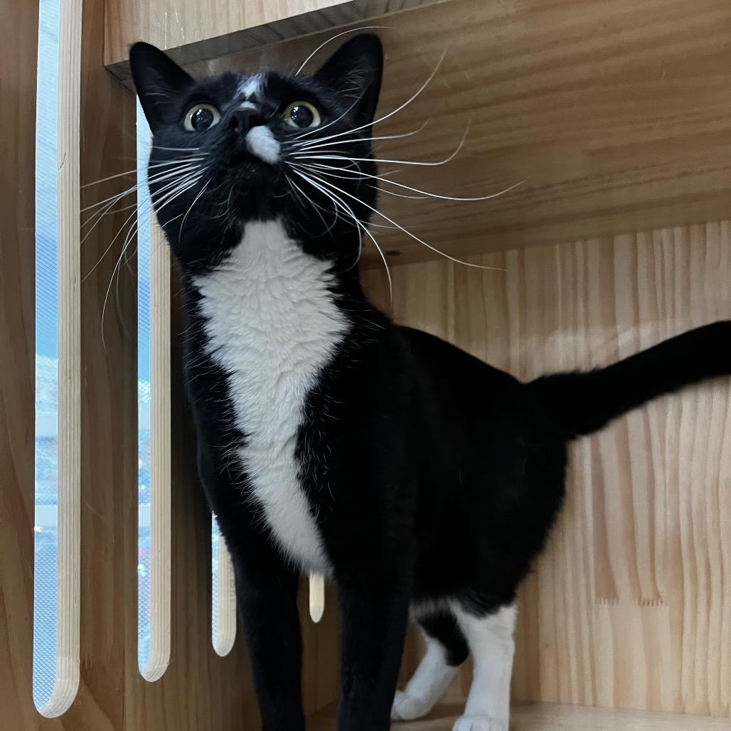 Enlarge Meowdeline, a Adoptable Domestic Short Hair in Yucca Valley, CA image 4/5