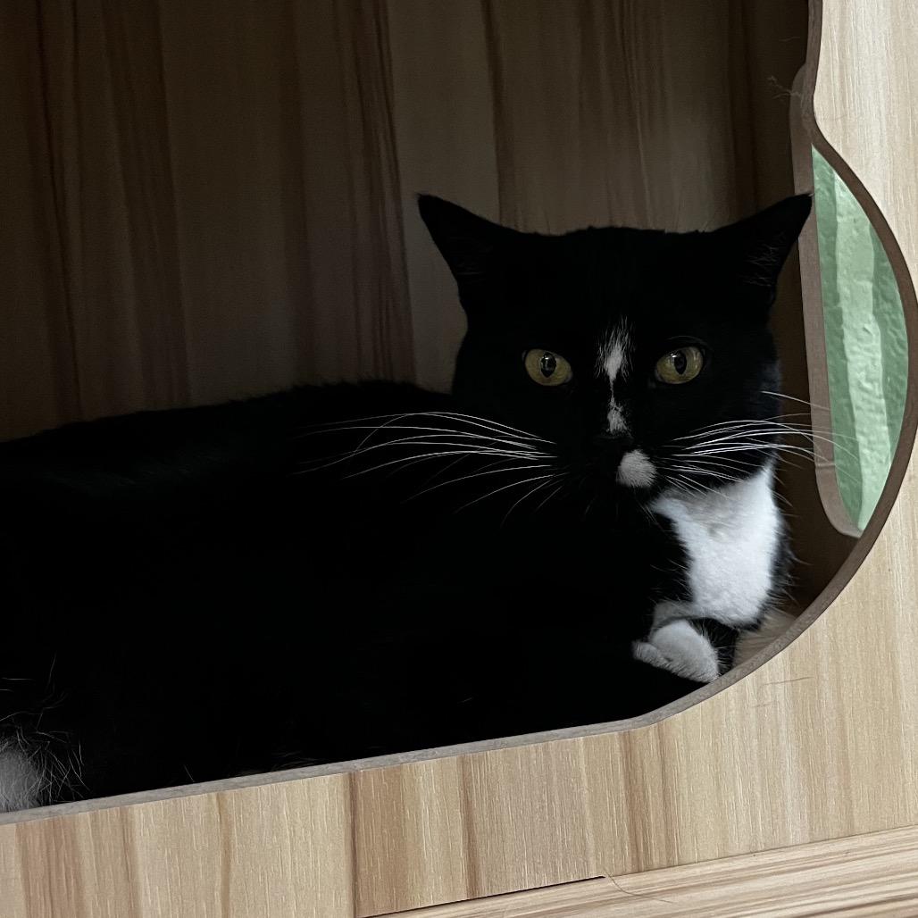 Enlarge Meowdeline, a Adoptable Domestic Short Hair in Yucca Valley, CA image 5/5