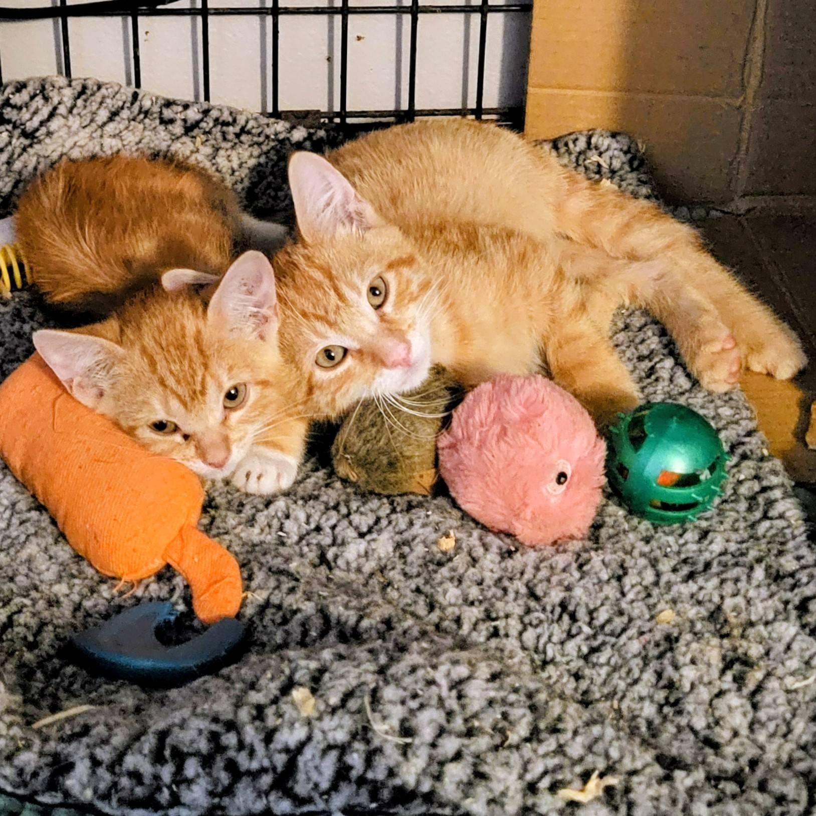 Enlarge Eddie and EJ, an adopted Domestic Short Hair in New Port Richey, FL image 1/4