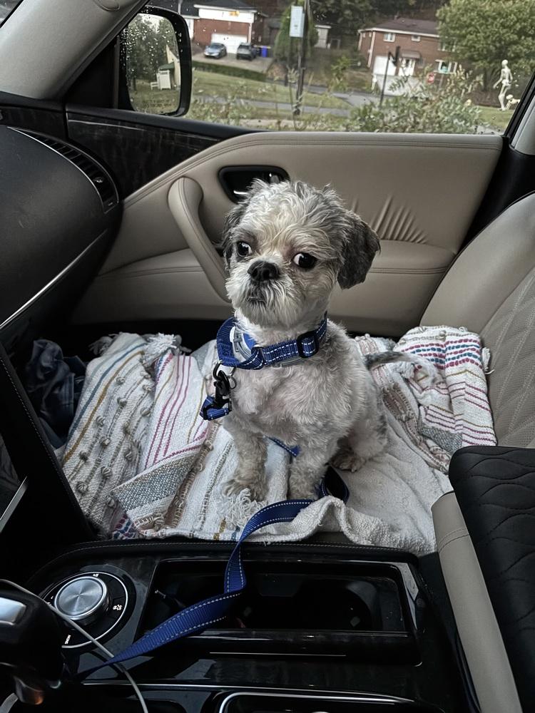 Sydney, Adoptable, Young Male Shih Tzu.