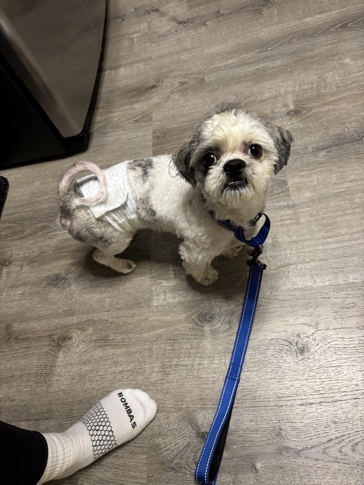 Sydney, a Adoptable Shih Tzu in harrison city, PA image 2/3