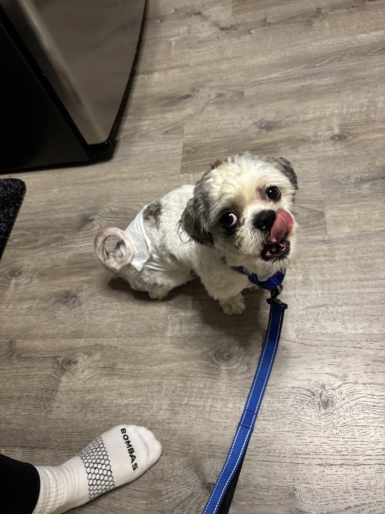 Sydney, a Adoptable Shih Tzu in harrison city, PA image 3/3