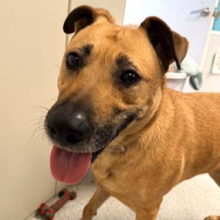 LEXI, Adoptable, Adult Female German Shepherd Dog.