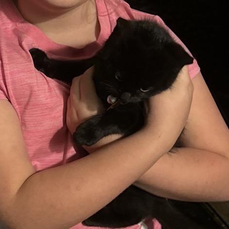 Louise, Adoptable, Kitten Female Domestic Short Hair.