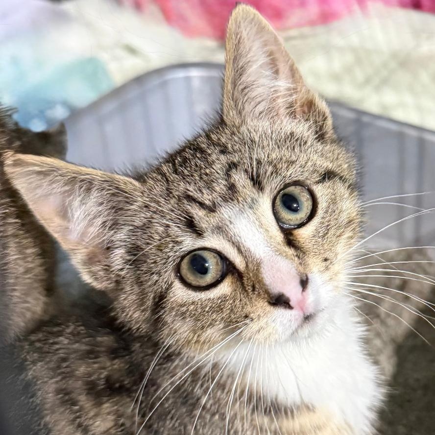Enlarge GABE, a ADOPTABLE Domestic Short Hair in Gresham, WI image 1/1
