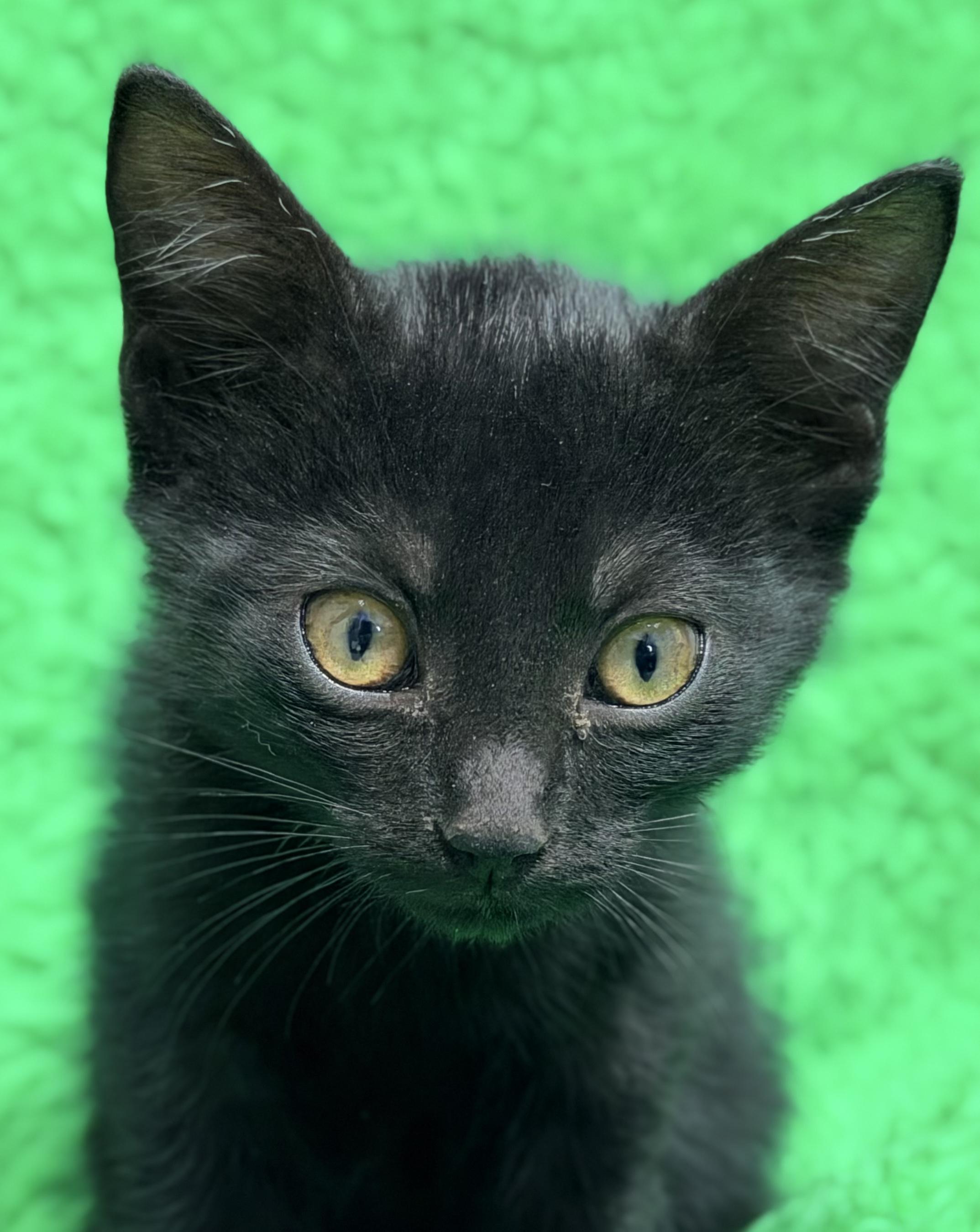 Love, a ADOPTABLE Bombay in Horseshoe Bend, AR image 5/5