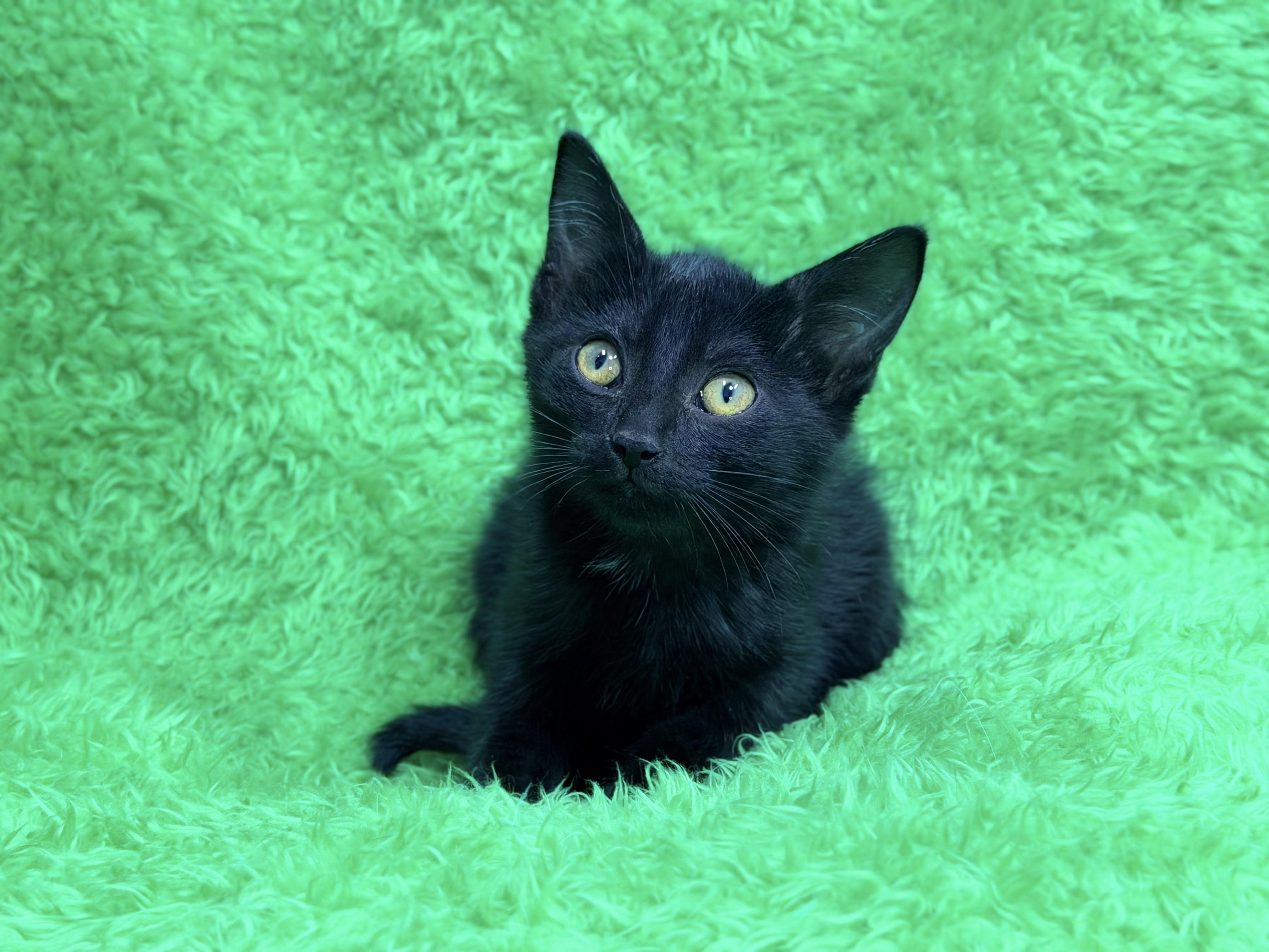 Love, a ADOPTABLE Bombay in Horseshoe Bend, AR image 4/5