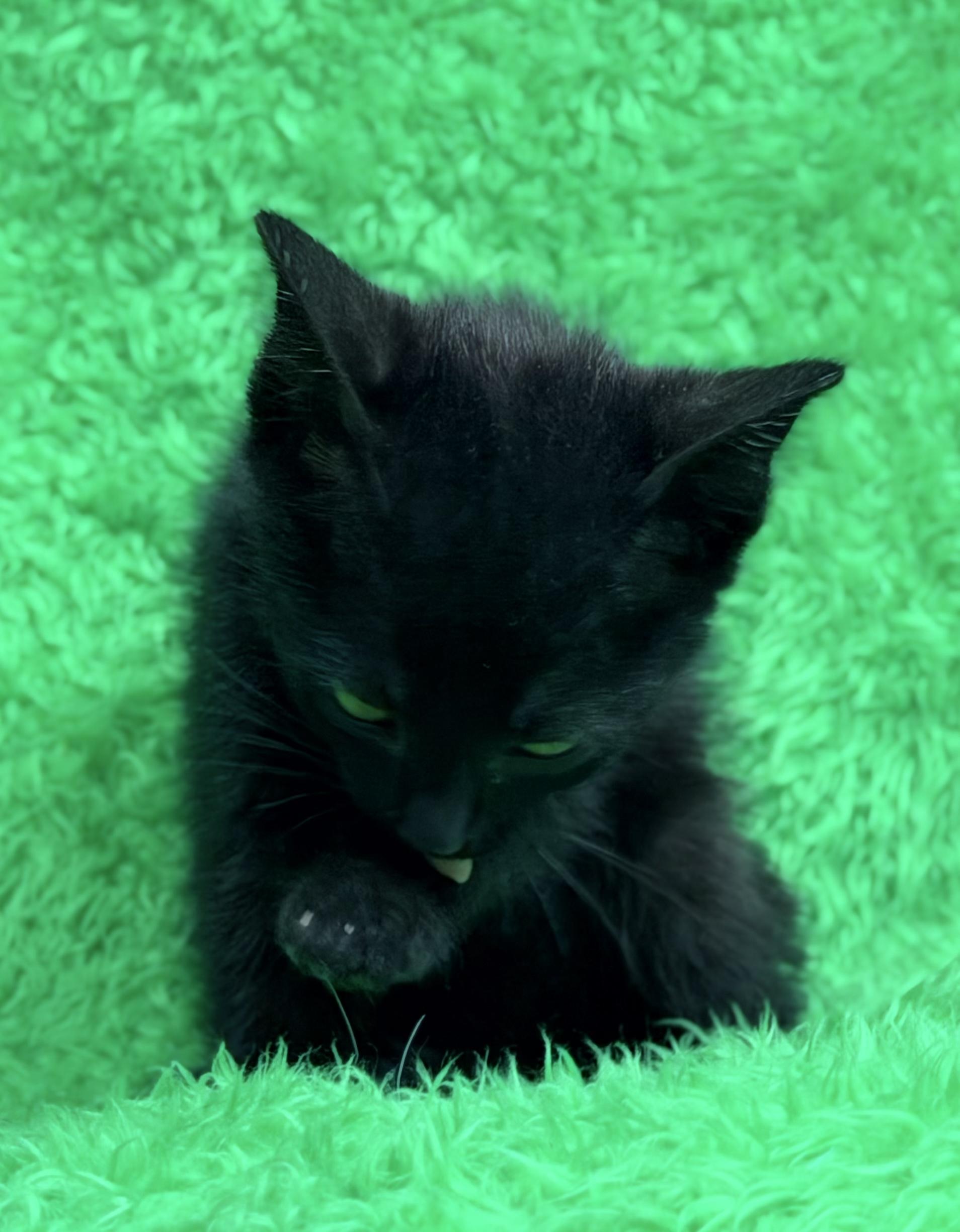 Love, a ADOPTABLE Bombay in Horseshoe Bend, AR image 2/5