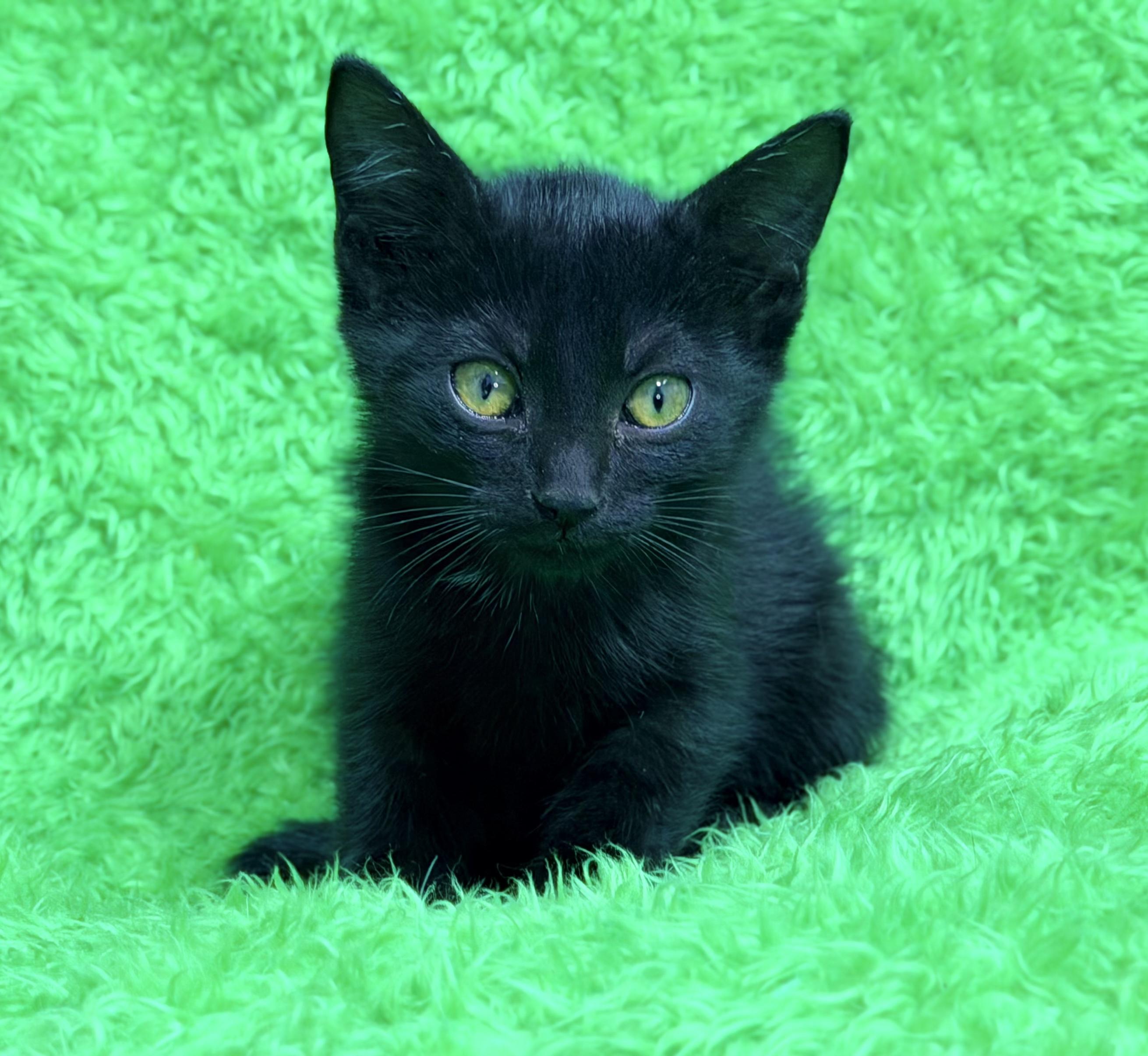 Love, a ADOPTABLE Bombay in Horseshoe Bend, AR image 1/5