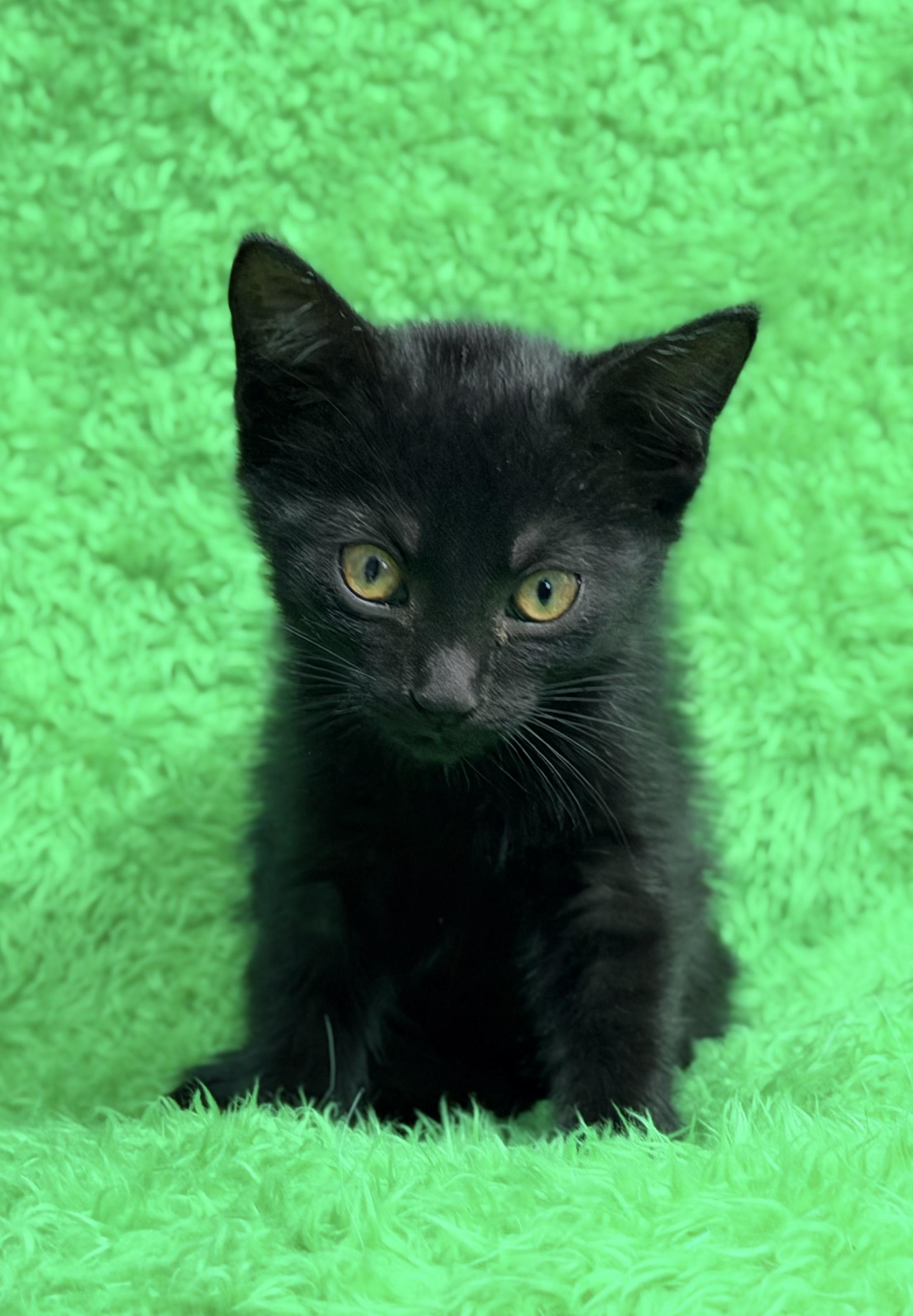 Love, a ADOPTABLE Bombay in Horseshoe Bend, AR image 3/5