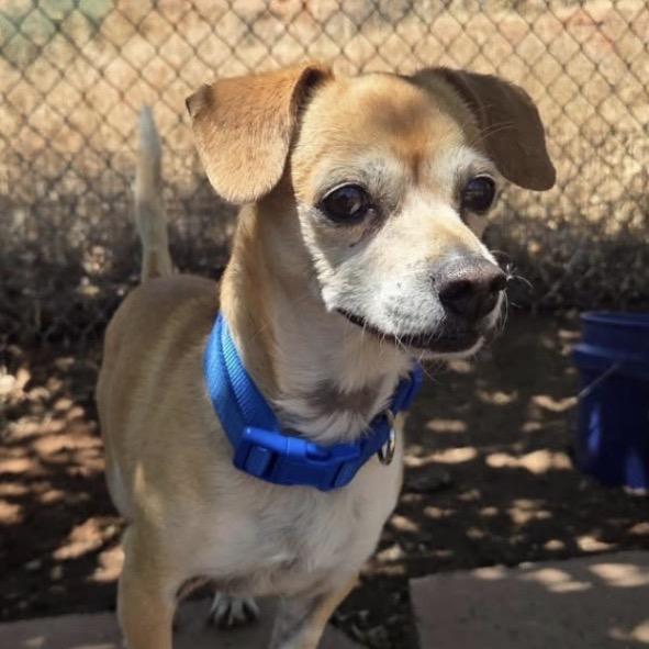 Paco, Adoptable, Adult Male Mixed Breed.