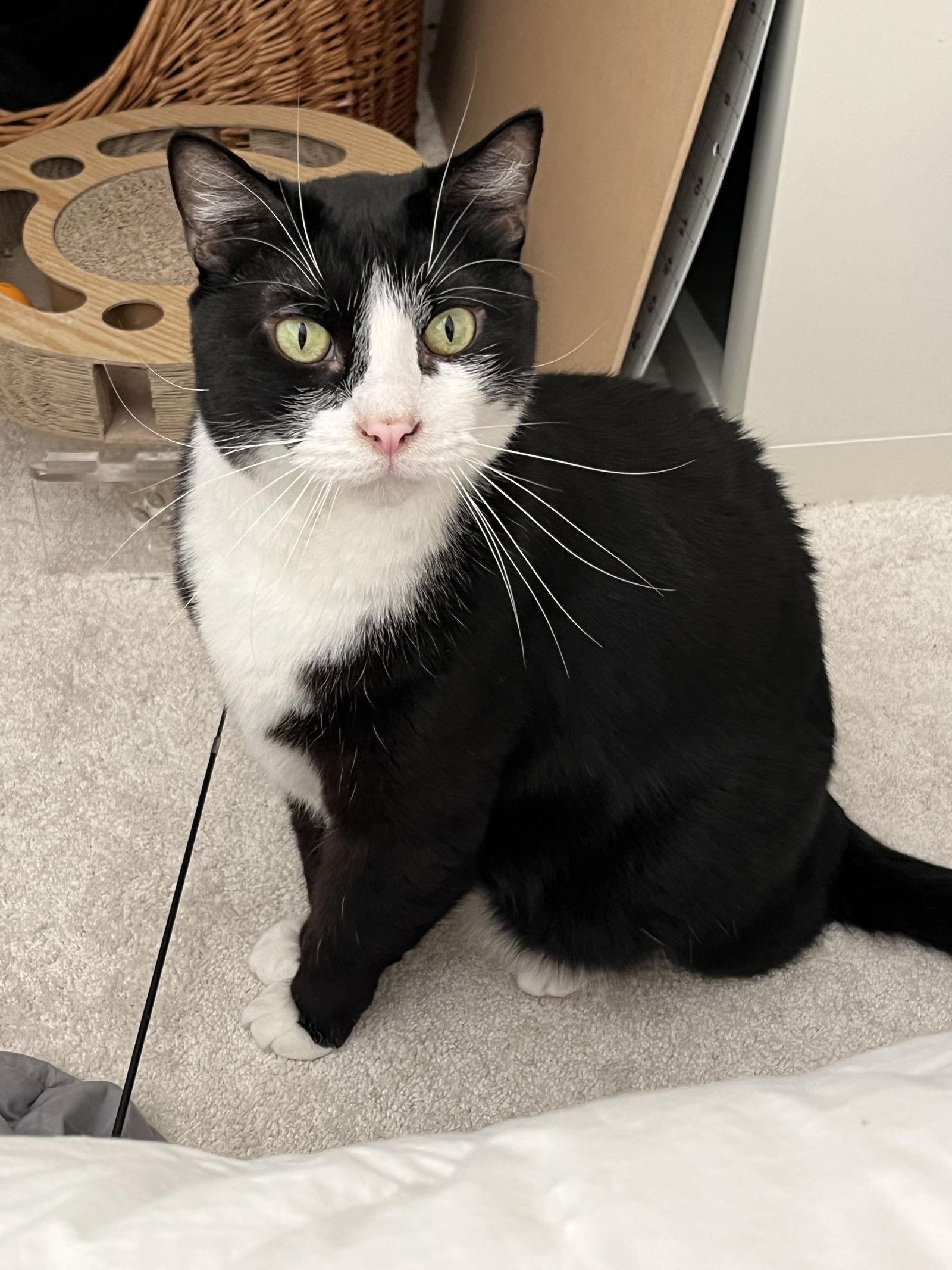 Homer, Adoptable, Adult Male Domestic Short Hair.