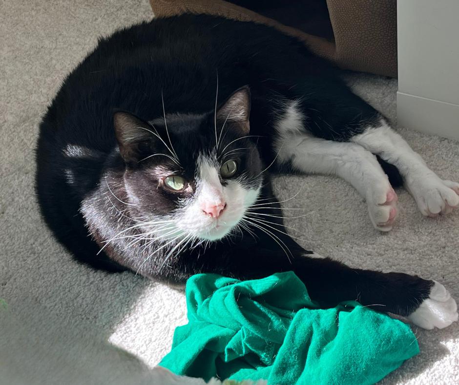 Enlarge Homer, a Adoptable Domestic Short Hair in San Jose, CA image 3/3