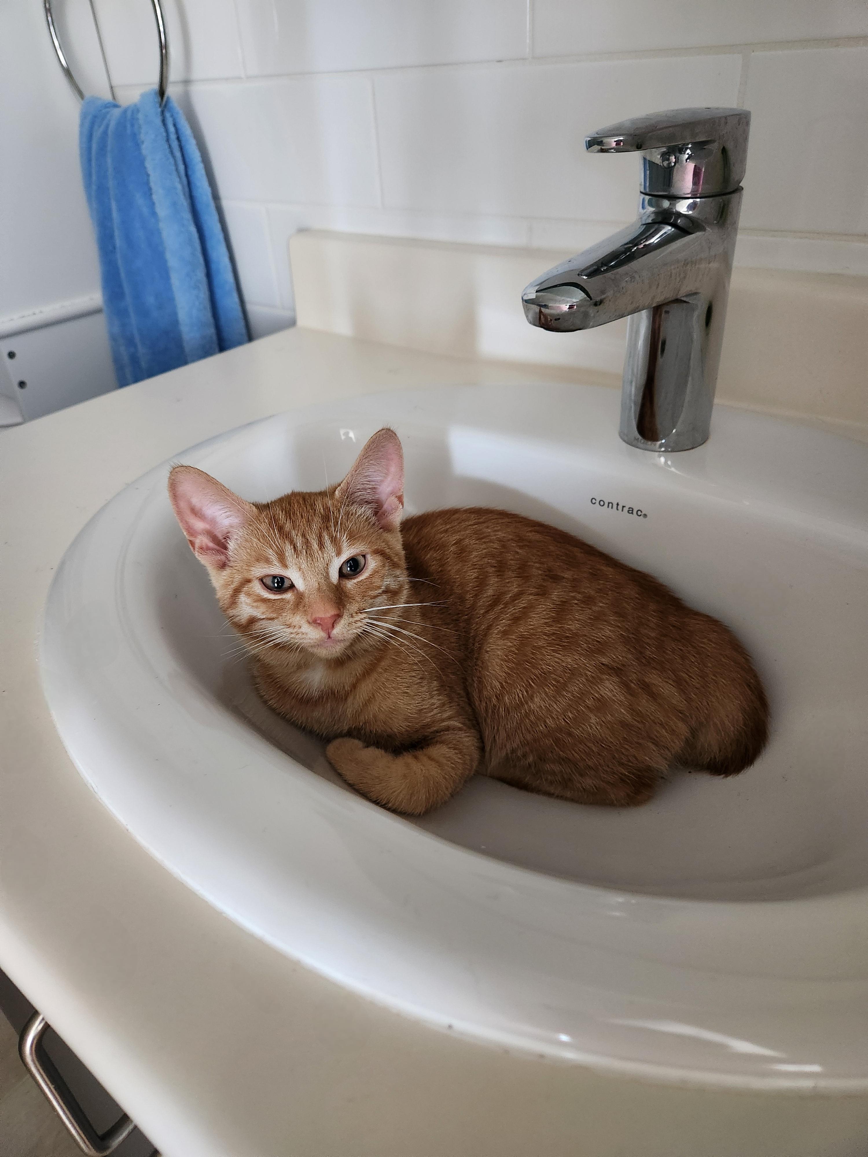 Asriel-Must be adopted as a buddy cat, Adoptable, Kitten Female Domestic Short Hair.