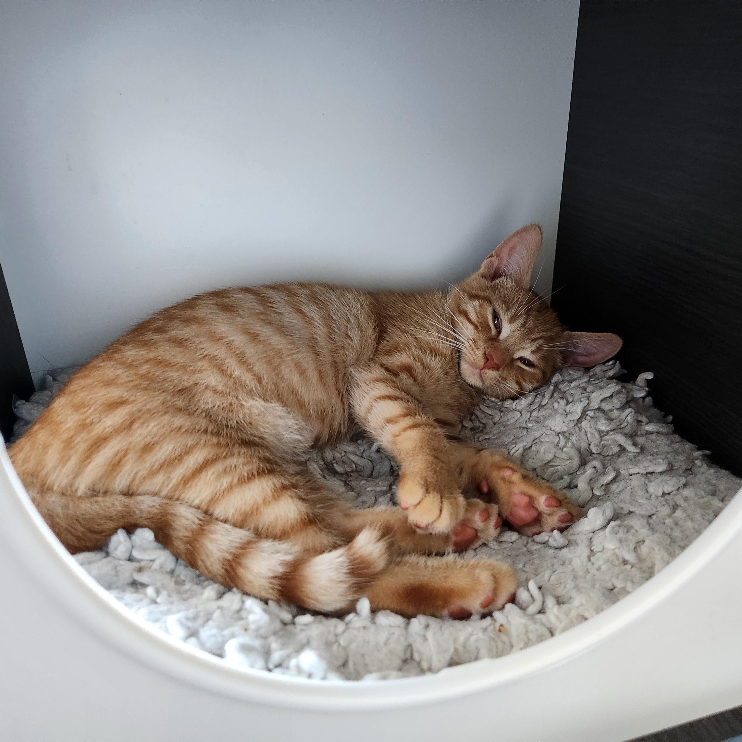 Enlarge Asriel-Must be adopted as a buddy cat, a Adoptable Domestic Short Hair in Toronto, ON image 2/2