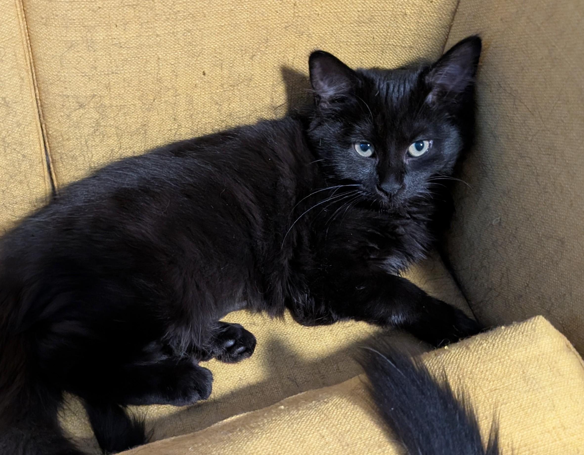 Andorra, ADOPTABLE, Kitten Female Domestic Long Hair.