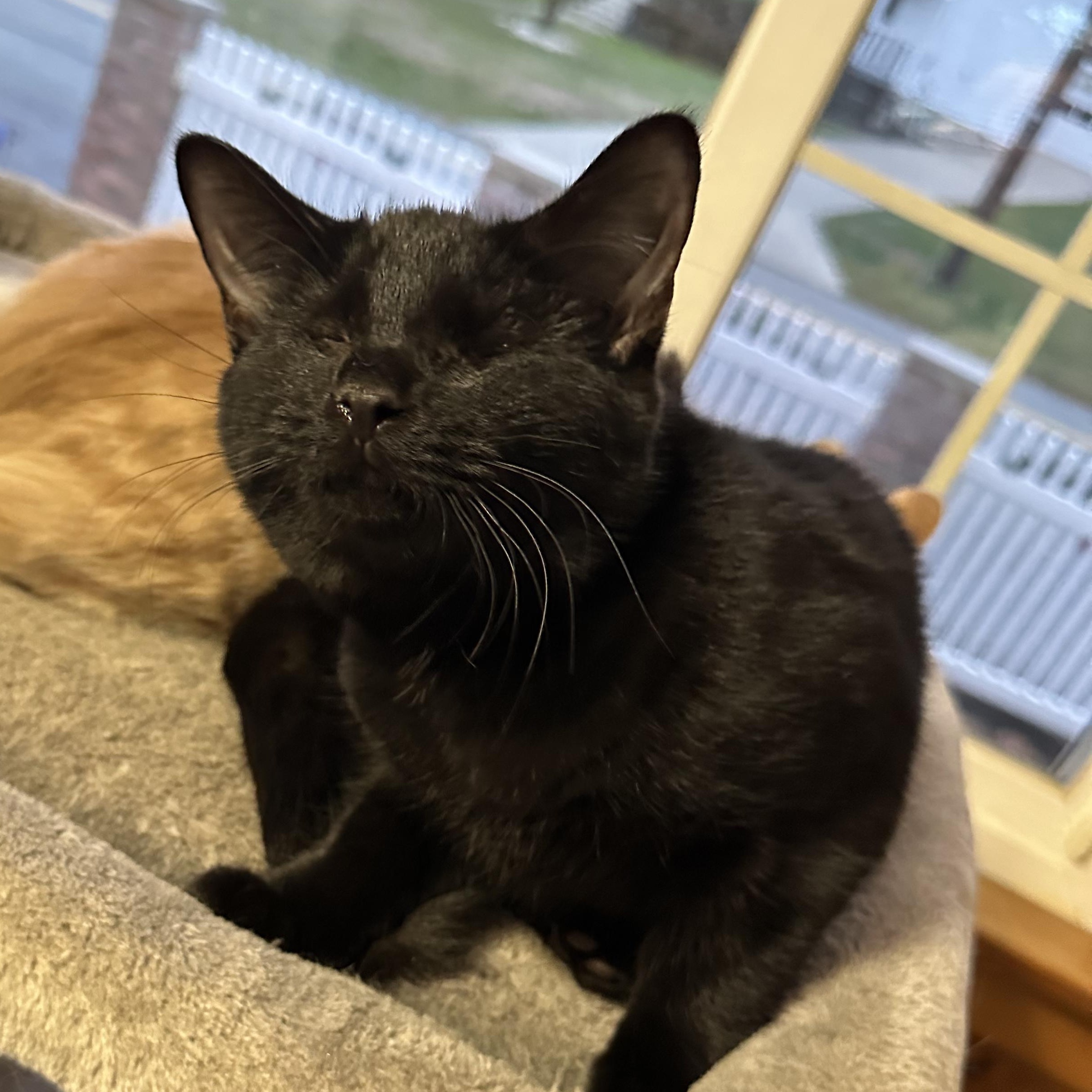 Quarter Pounder (blind), ADOPTABLE, Young Female Domestic Short Hair.