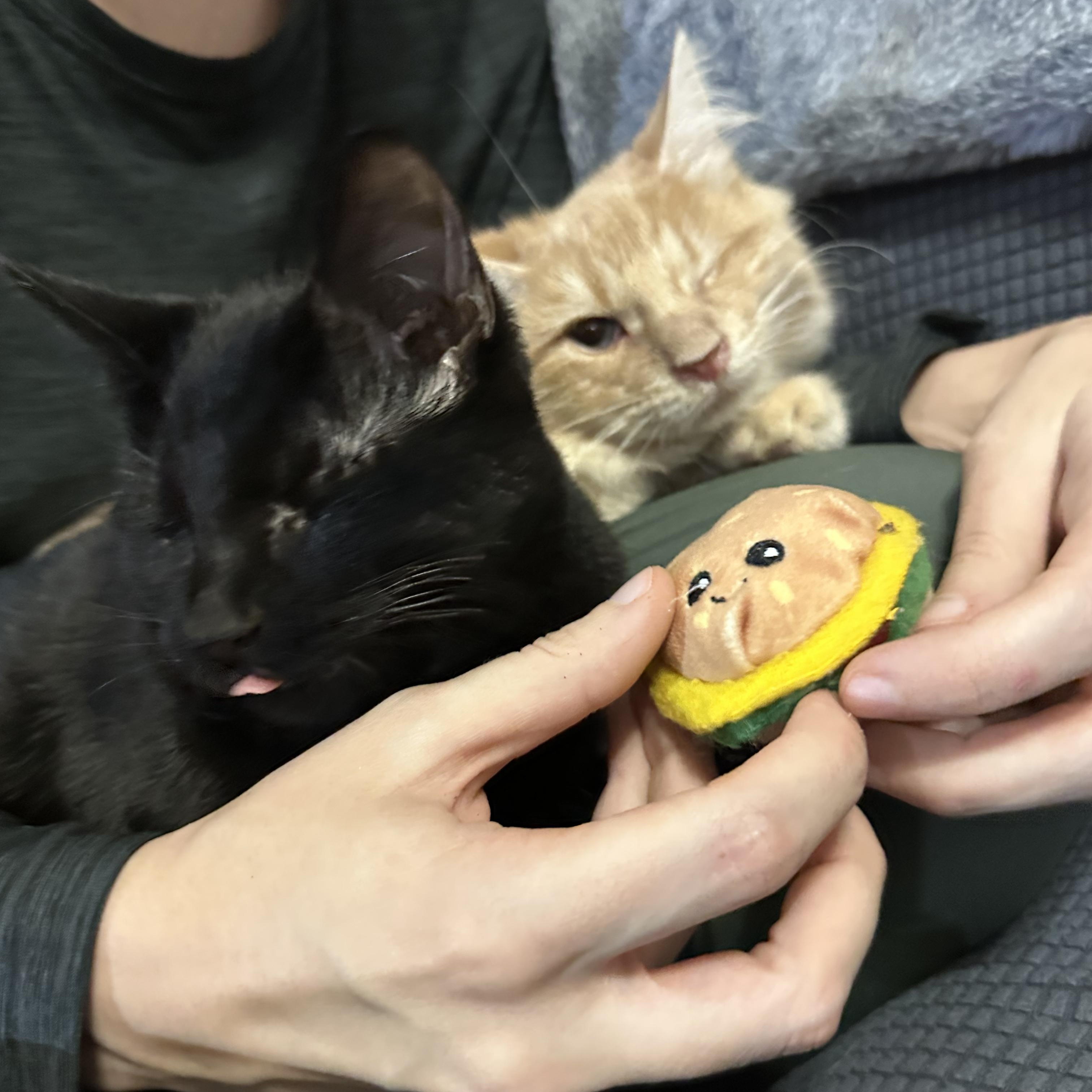 Enlarge Quarter Pounder (blind), a ADOPTABLE mixed breed in Scranton, PA image 2/6