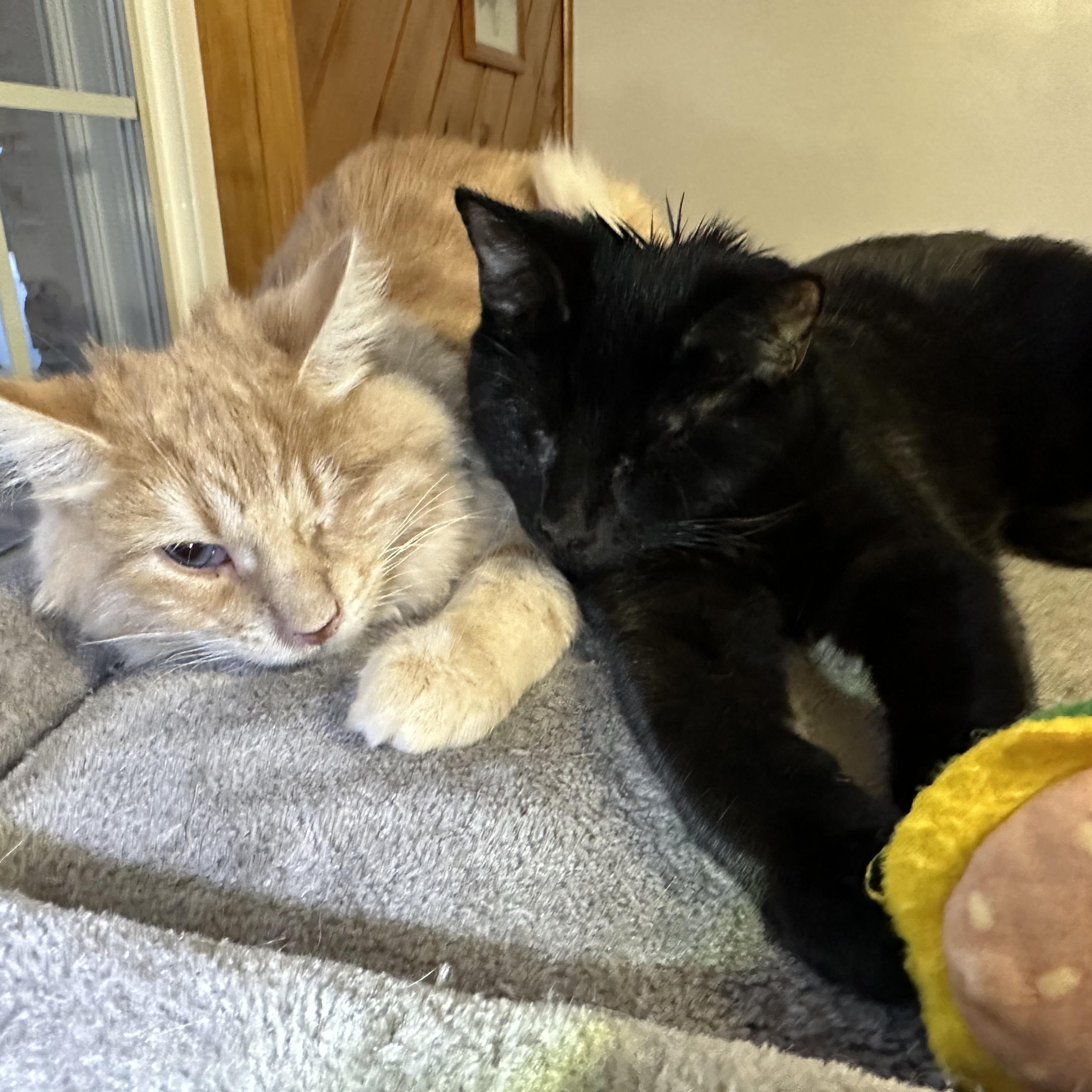 Enlarge Quarter Pounder (blind), a ADOPTABLE mixed breed in Scranton, PA image 3/6