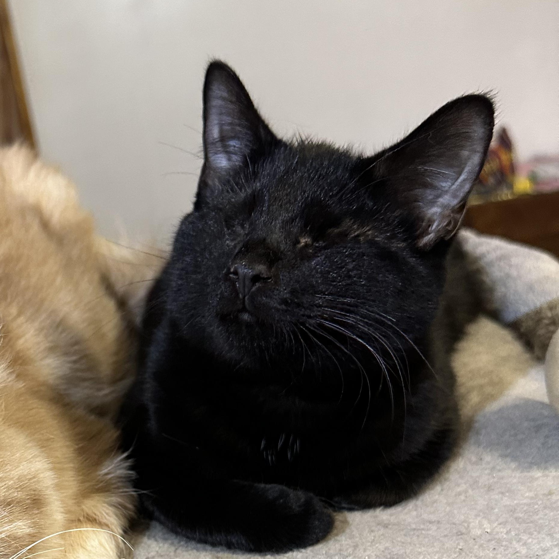 Enlarge Quarter Pounder (blind), a ADOPTABLE mixed breed in Scranton, PA image 4/6