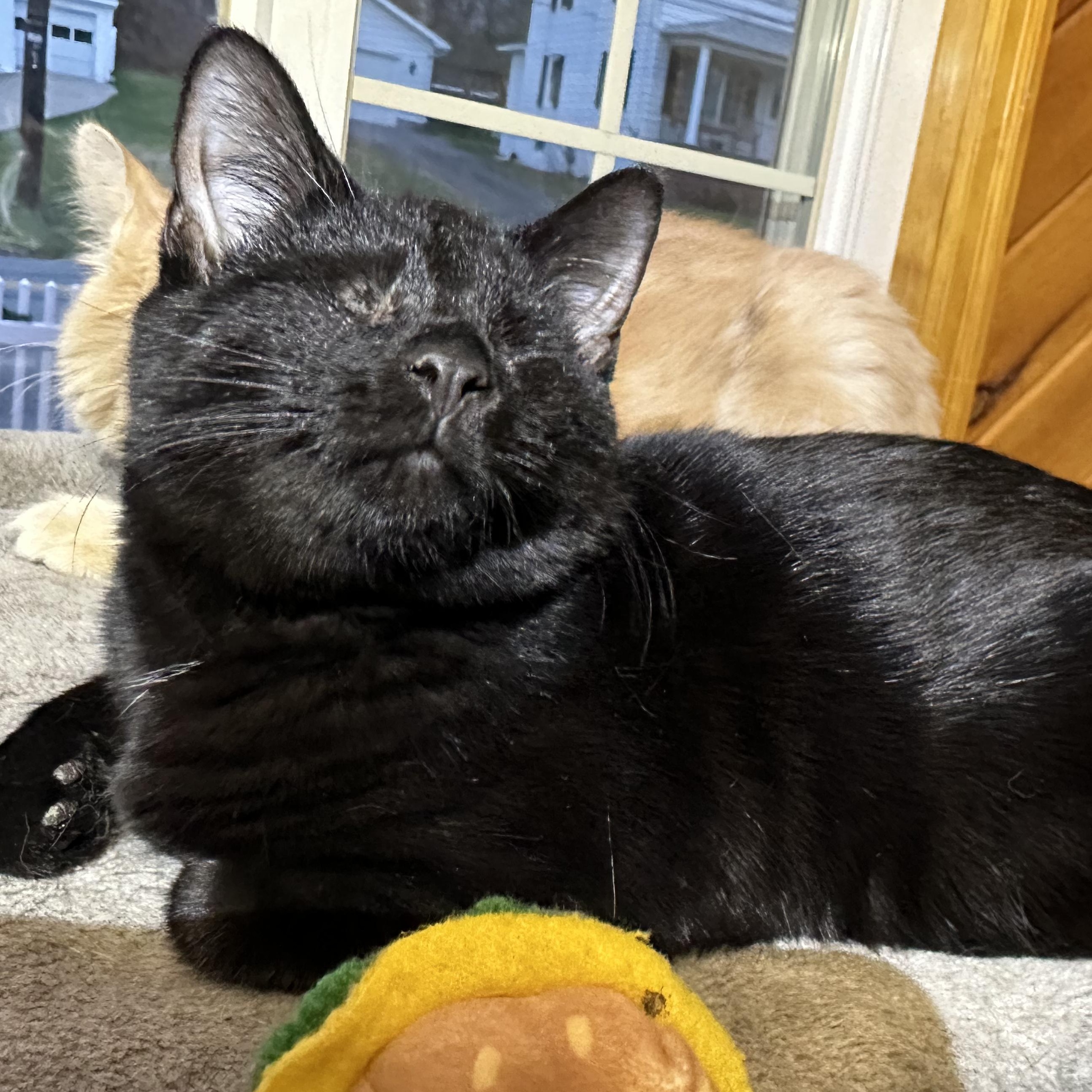 Enlarge Quarter Pounder (blind), a ADOPTABLE mixed breed in Scranton, PA image 5/6