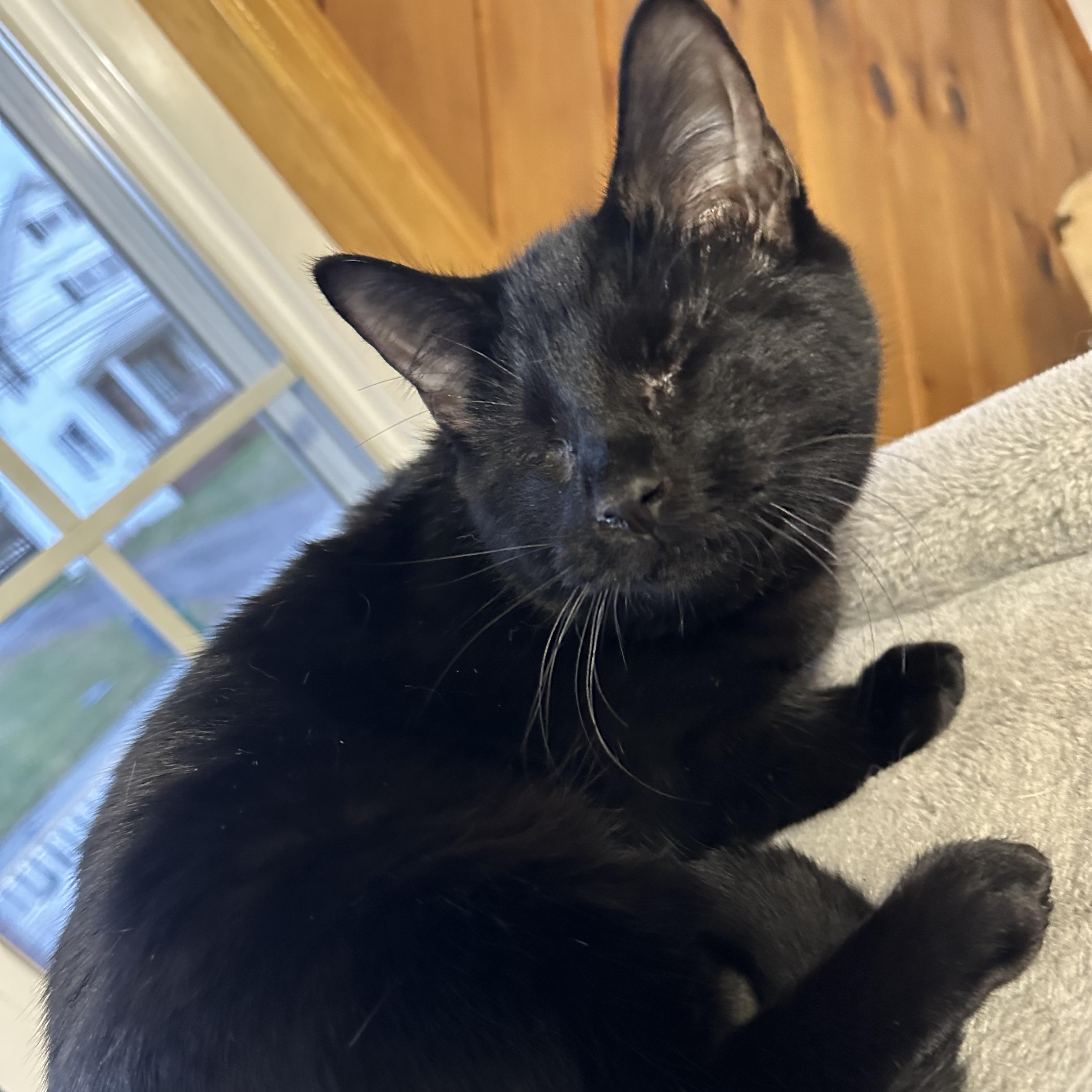 Enlarge Quarter Pounder (blind), a ADOPTABLE mixed breed in Scranton, PA image 6/6