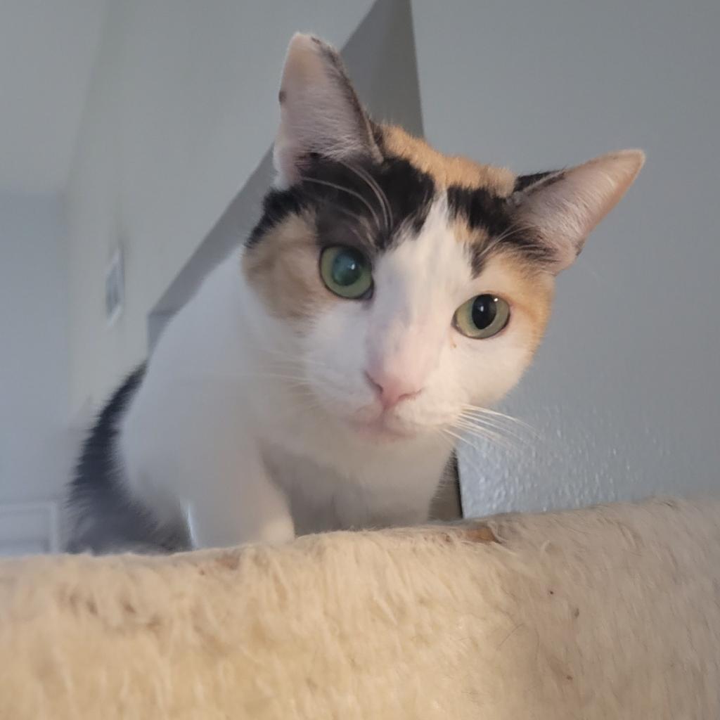 Enlarge Mars, a Adoptable Domestic Short Hair in Garden Grove, CA image 1/1