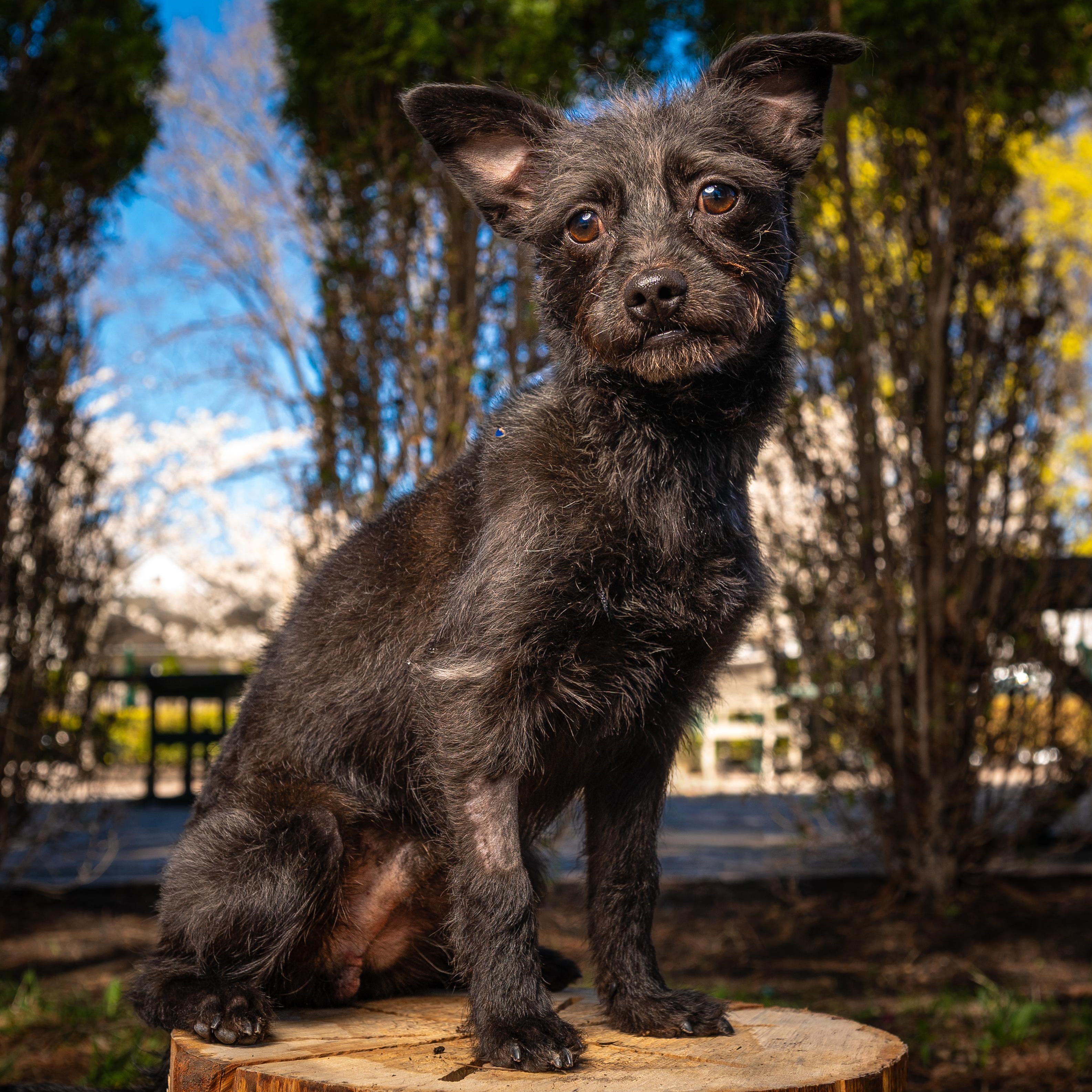 Royce, ADOPTABLE, Young Male Affenpinscher & Cairn Terrier.