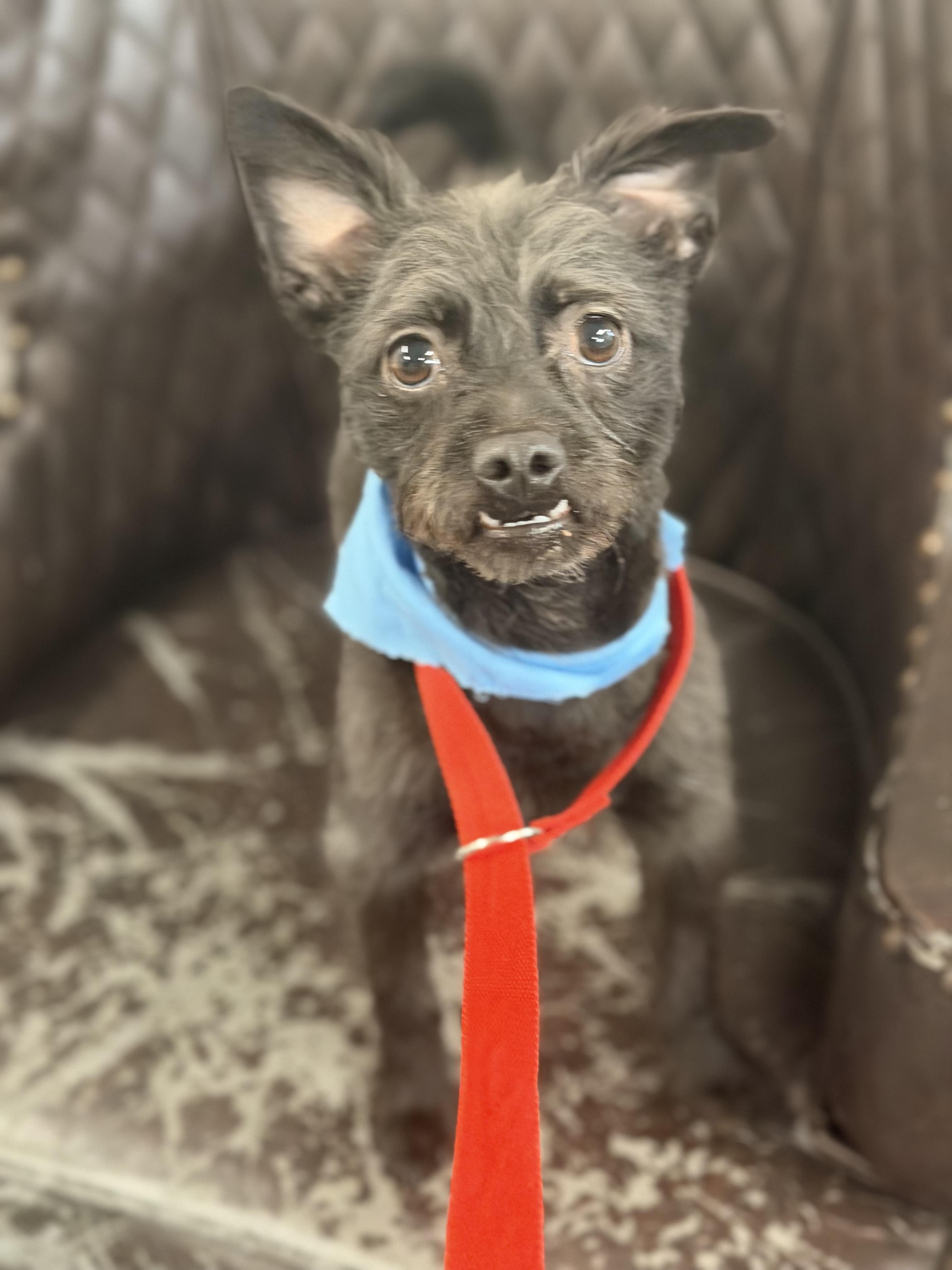 Enlarge Terry, a ADOPTABLE mixed breed in Mahwah, NJ image 2/5