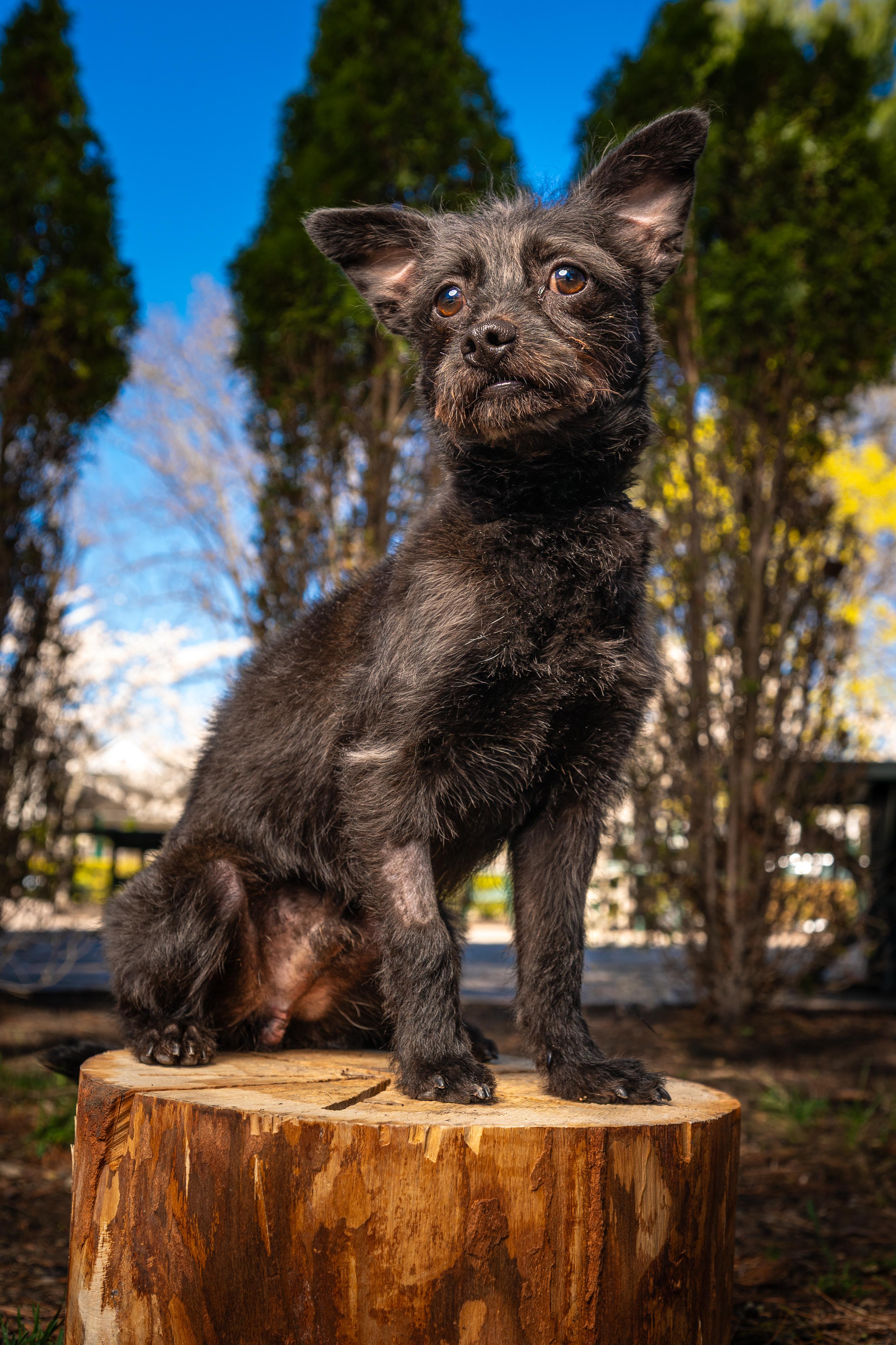 Enlarge Royce, a ADOPTABLE mixed breed in Mahwah, NJ image 2/5