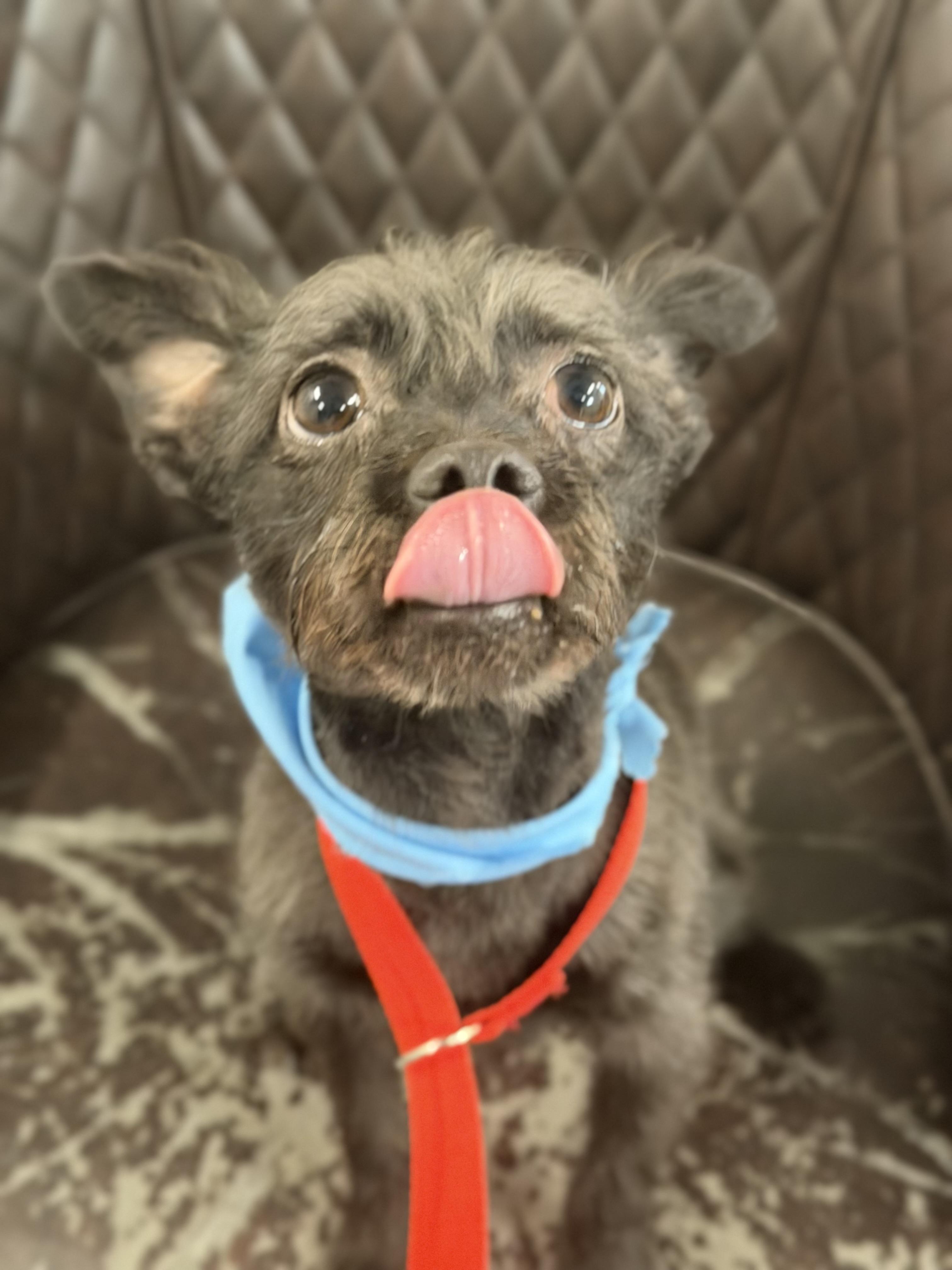 Enlarge Terry, a ADOPTABLE mixed breed in Mahwah, NJ image 4/5