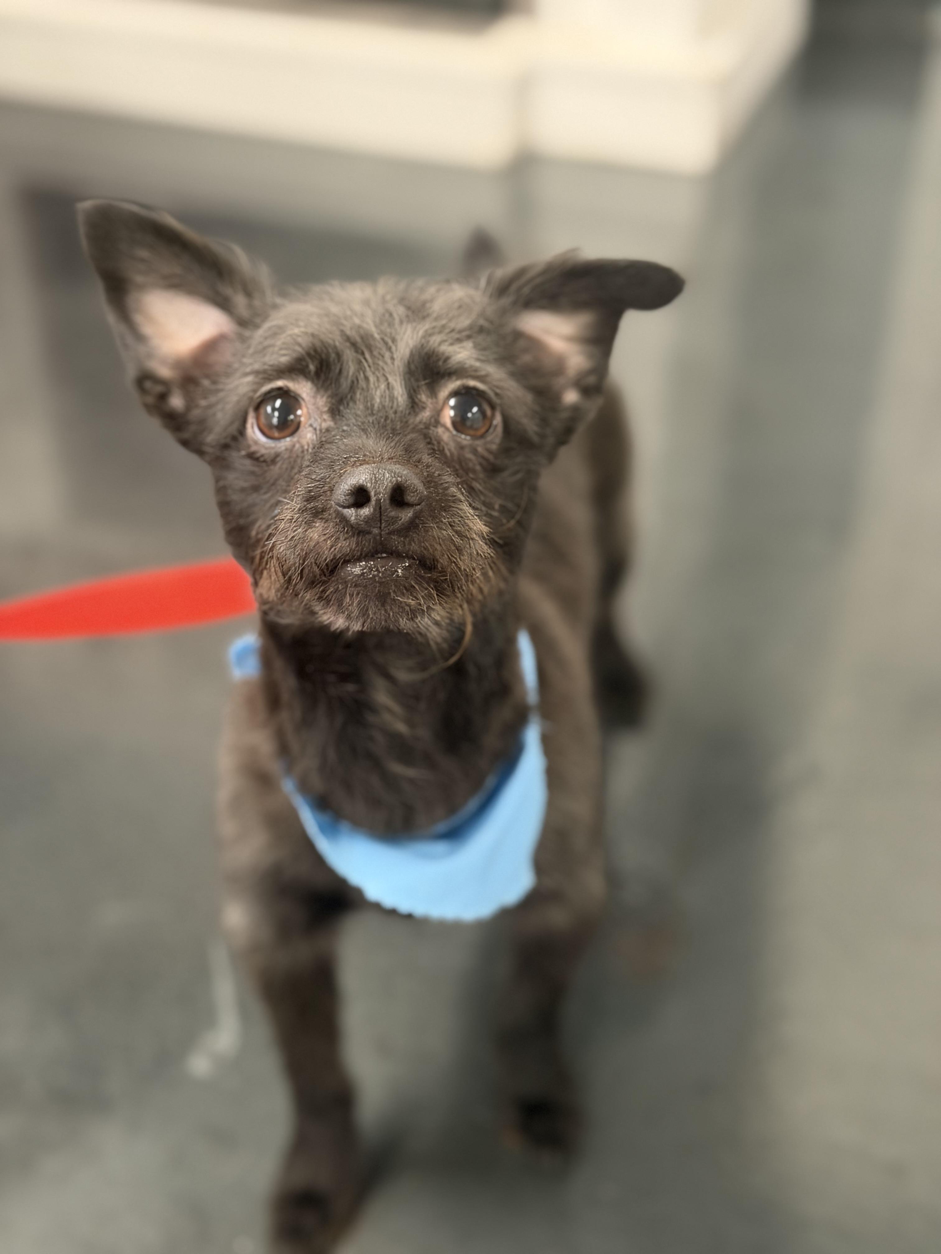 Enlarge Terry, a ADOPTABLE mixed breed in Mahwah, NJ image 5/5