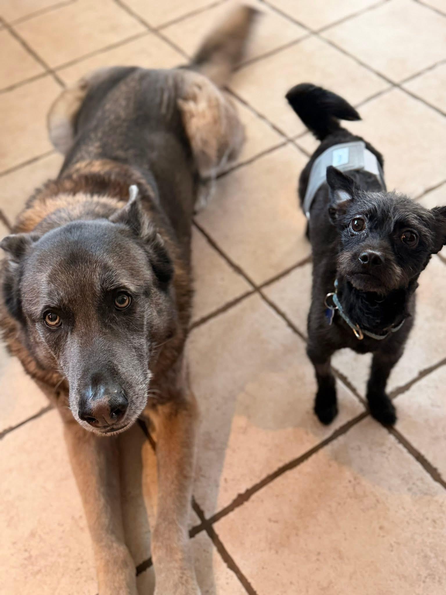 Enlarge Royce, a ADOPTABLE mixed breed in Mahwah, NJ image 3/5