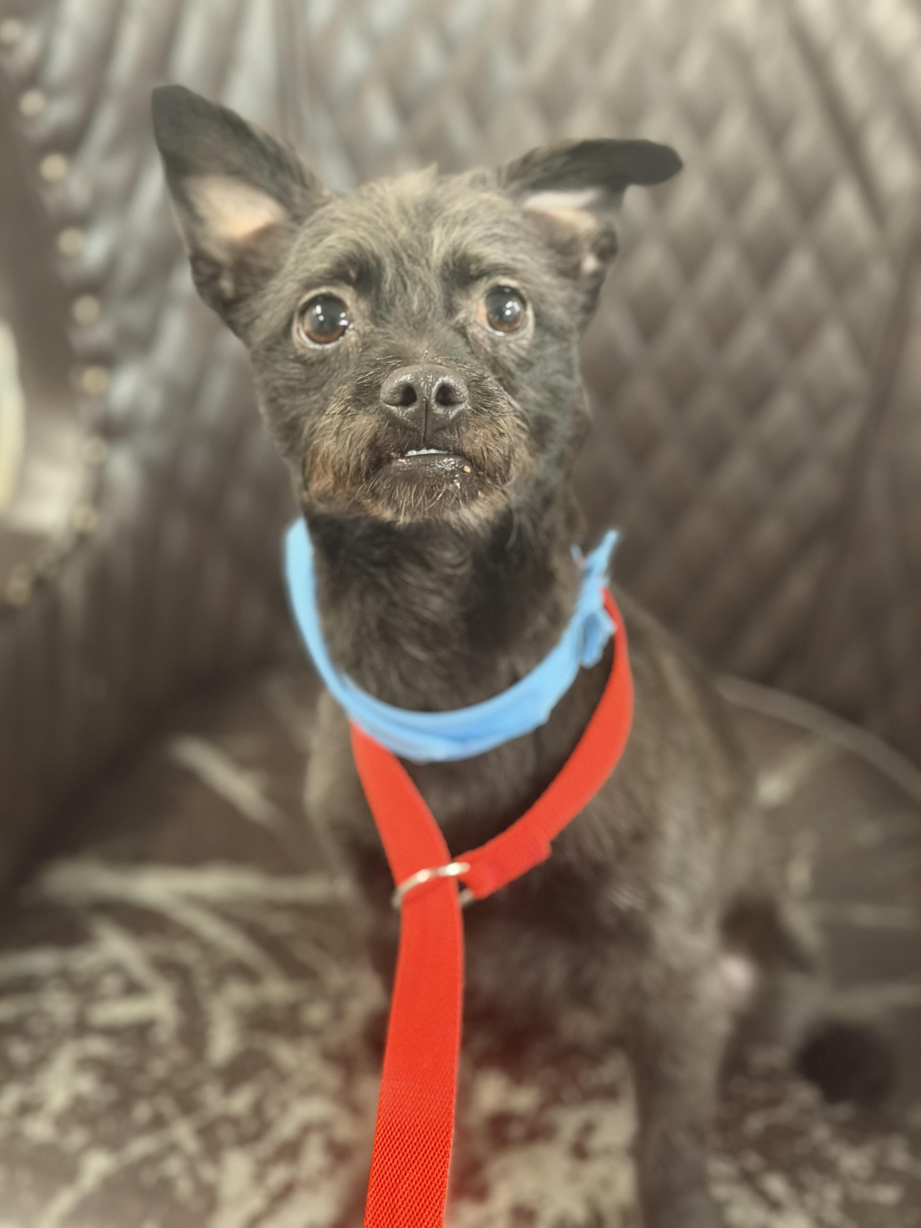 Enlarge Terry, a ADOPTABLE mixed breed in Mahwah, NJ image 3/5