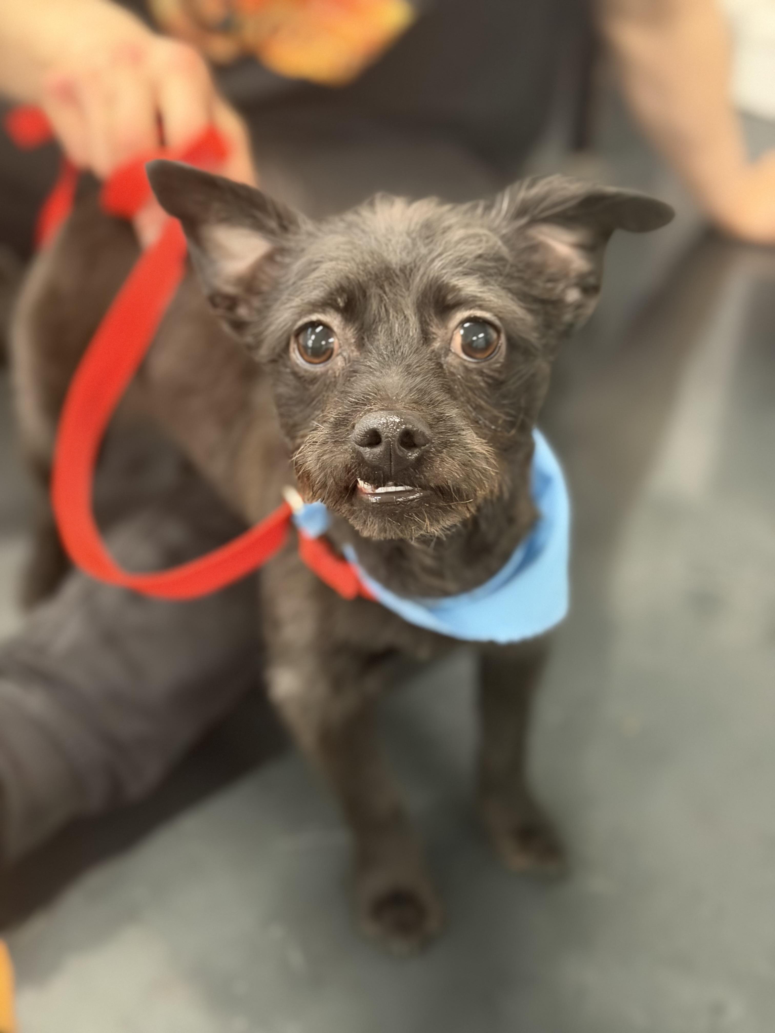 Enlarge Terry, a ADOPTABLE mixed breed in Mahwah, NJ image 1/5