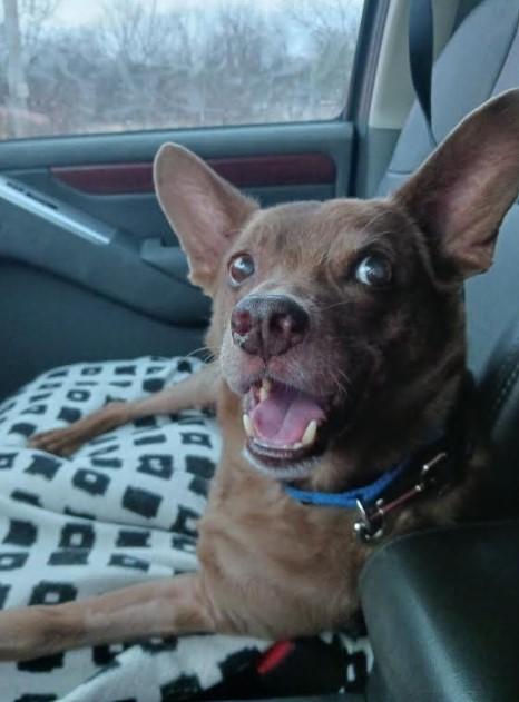 Cadbury, a Adoptable mixed breed in Barrington Hills, IL image 1/3