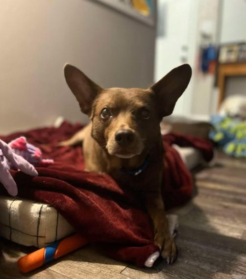 Cadbury, a Adoptable mixed breed in Barrington Hills, IL image 2/3