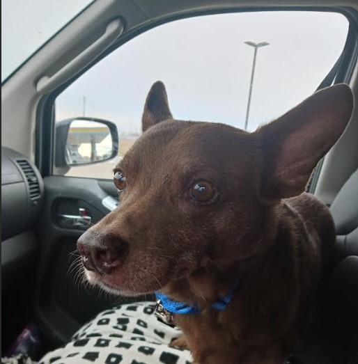 Cadbury, a Adoptable mixed breed in Barrington Hills, IL image 3/3