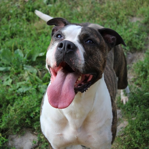 CLEO, Adoptable, Adult Female Bulldog & Boxer.