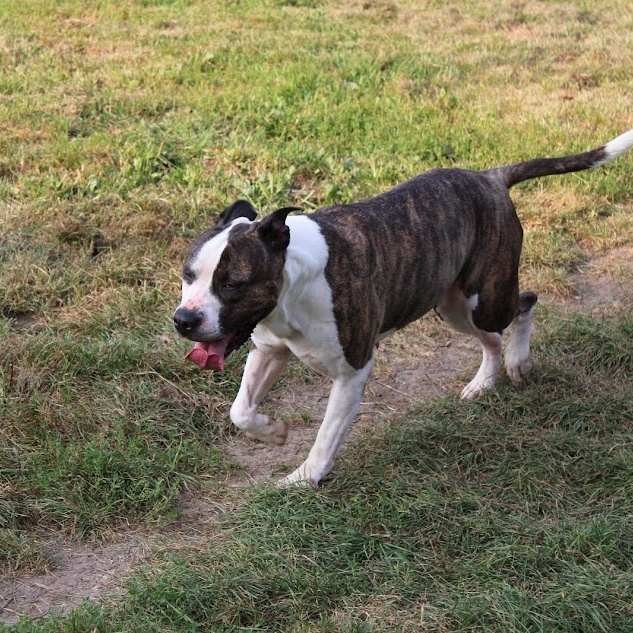 Enlarge CLEO, a Adoptable mixed breed in Parry Sound, ON image 2/6